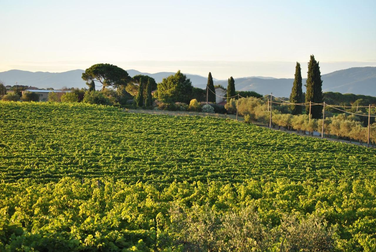 Villa La Valiana - Full Estate In Montepulciano - Heated Pool 발리아노 외부 사진